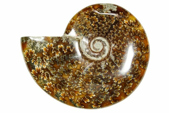 Polished Ammonite (Cleoniceras) Fossil - Madagascar #365060